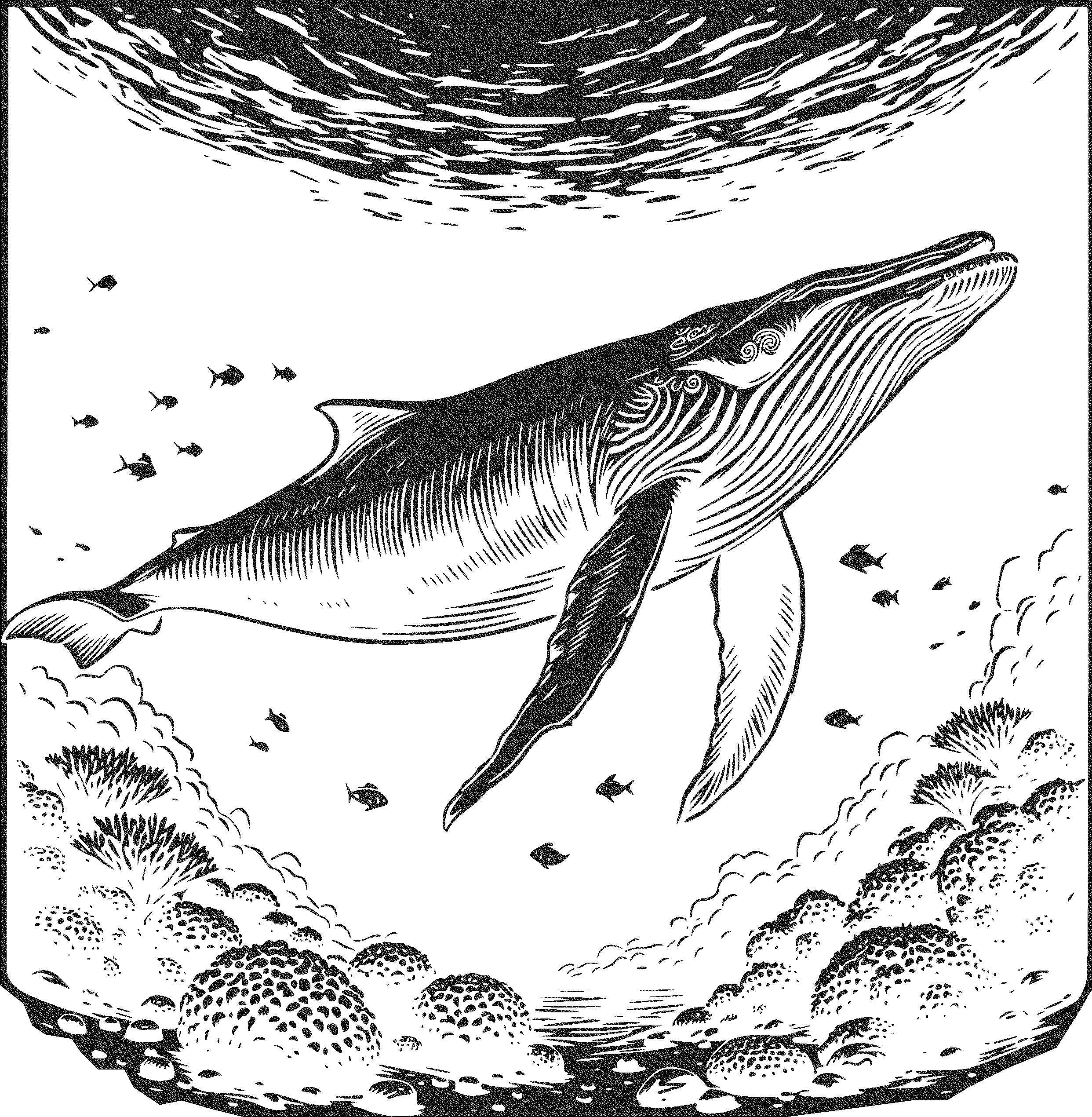 Baleine