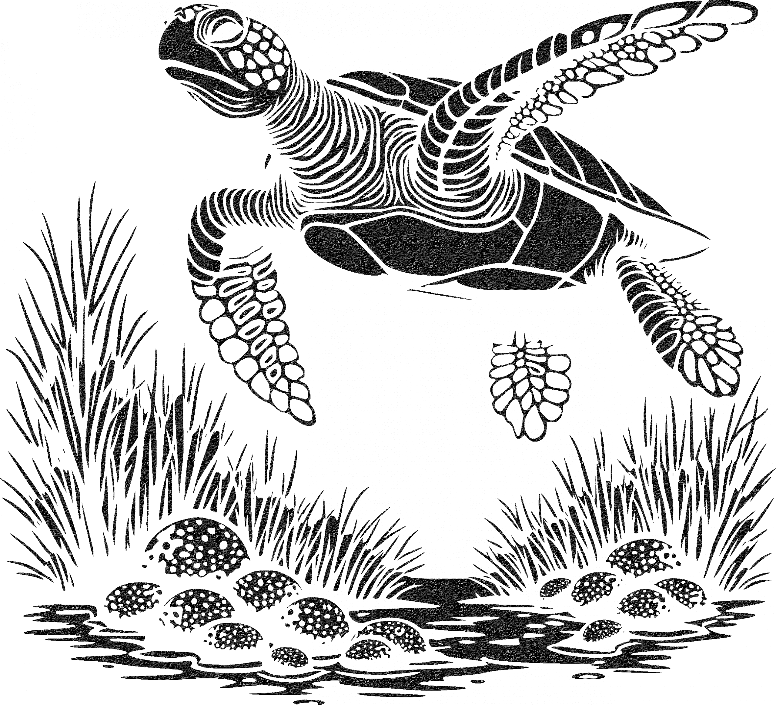 Tortue
